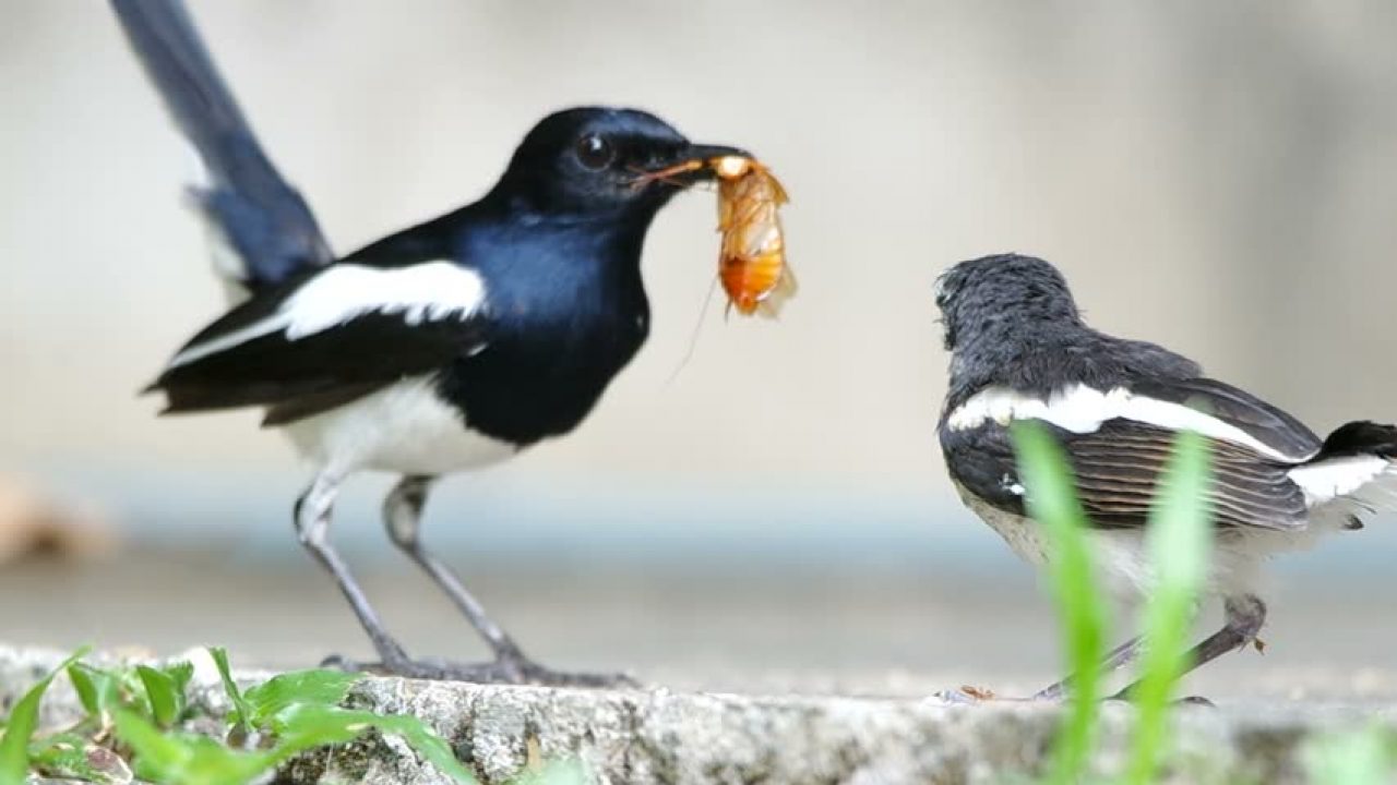 9 Cara Budidaya Burung Kacer Dada Putih Bagi Pemula Ilmubudidaya Com