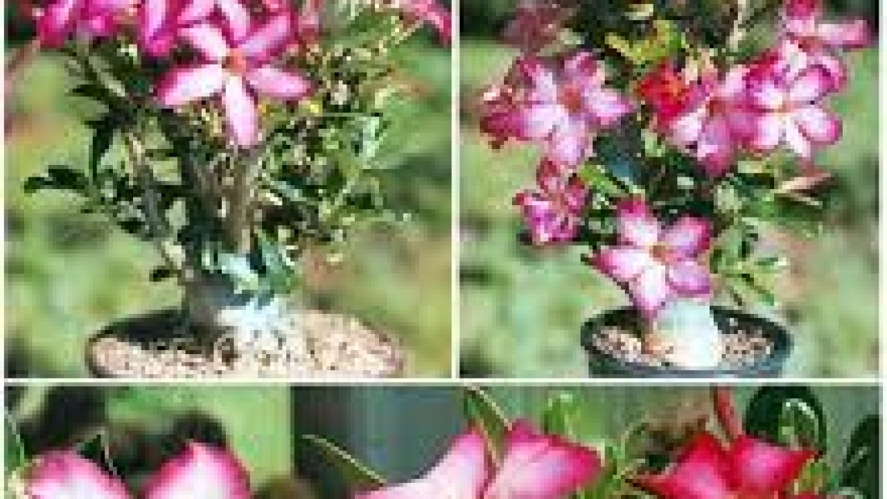 Wow 12+ Gambar Anak Menyiram Bunga Hitam Putih - Gambar Bunga Indah