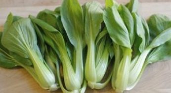 4 Cara Menanam Bok Choy Paling Mudah di Kebun Sendiri