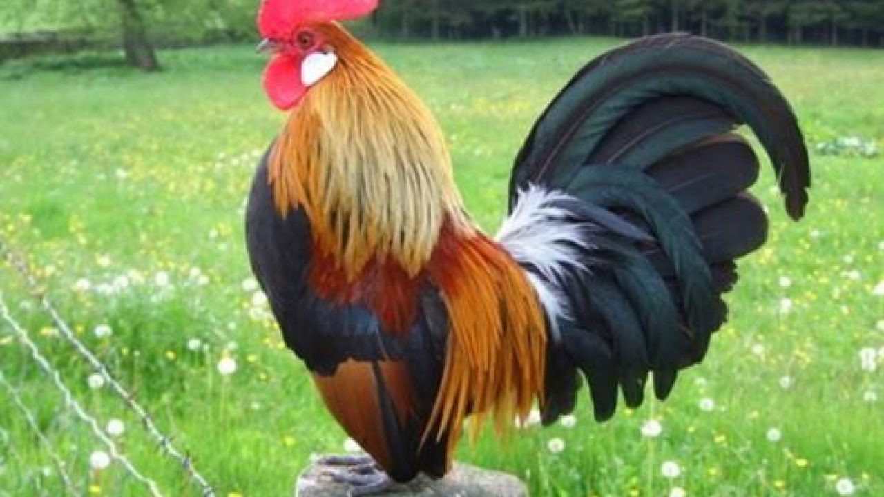 46 Gambar Hewan Ayam Yang Mudah Gratis Terbaru