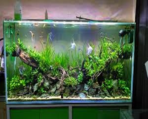 Tumbuhan biotik dalam bagi manfaat lain adalah komponen akuarium air Azas