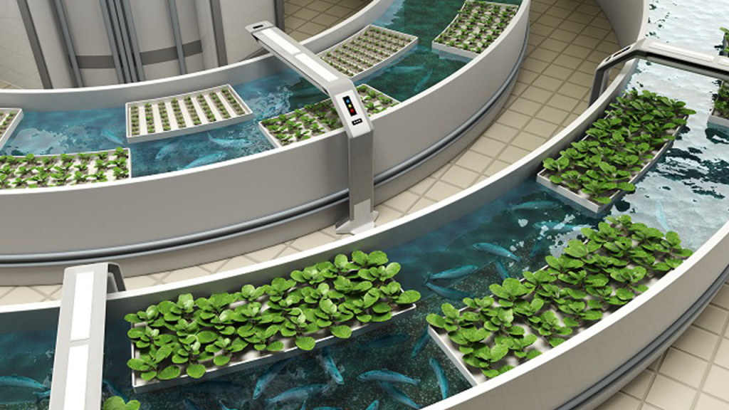 5 Cara Budidaya Ikan Aquaponik Bagi Pemula