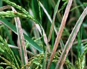 cara mengatasi penyakit hawar daun pada tanaman padi
