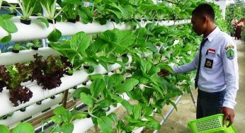 7 Cara Merawat Tanaman Hidroponik Paling Praktis