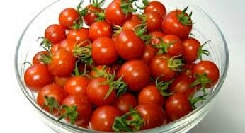 6 Cara Menanam Tomat Cherry Hidroponik Sistem Fertigasi