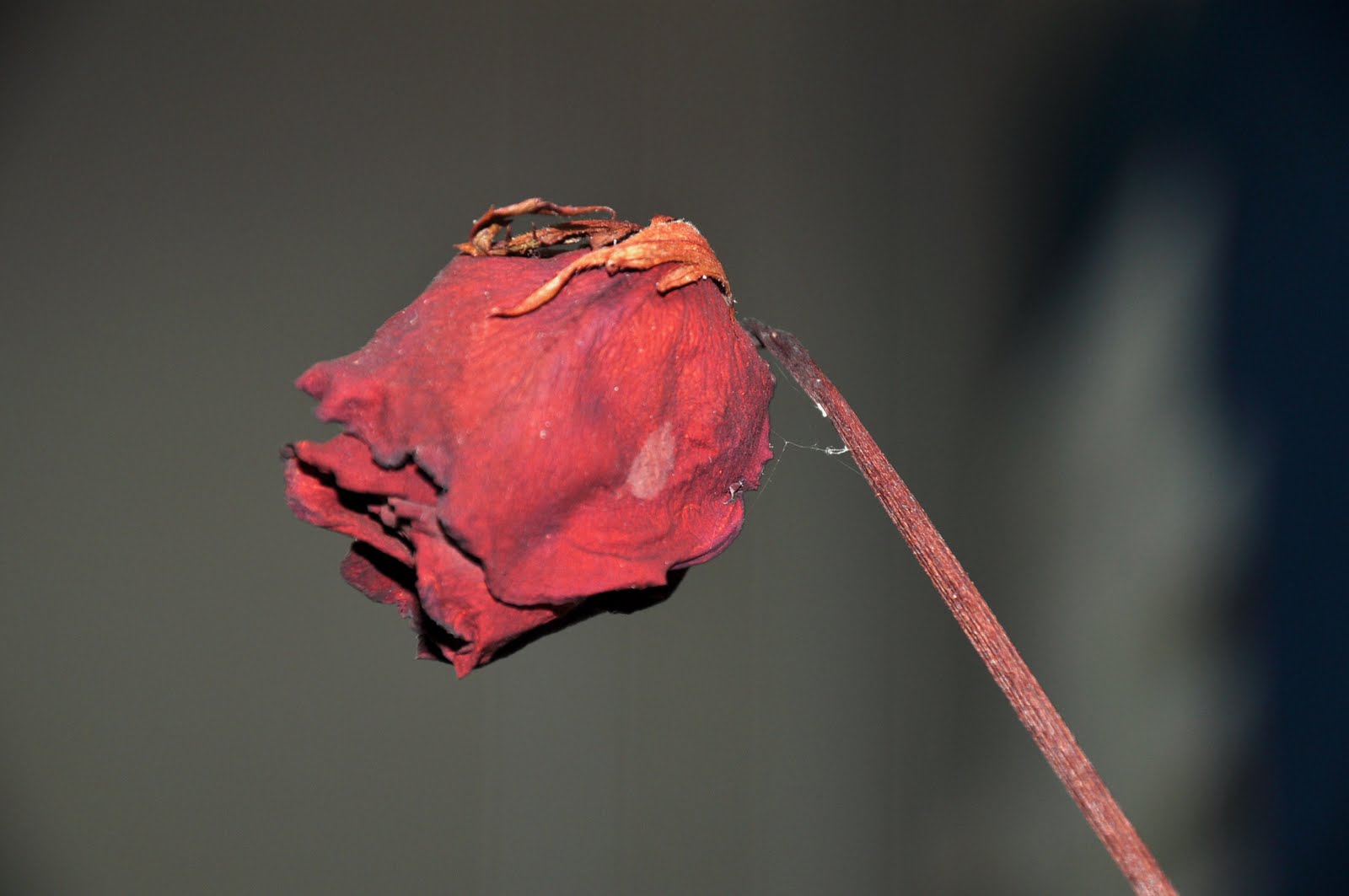 10 Cara Merawat Bunga Mawar Agar Tidak Layu