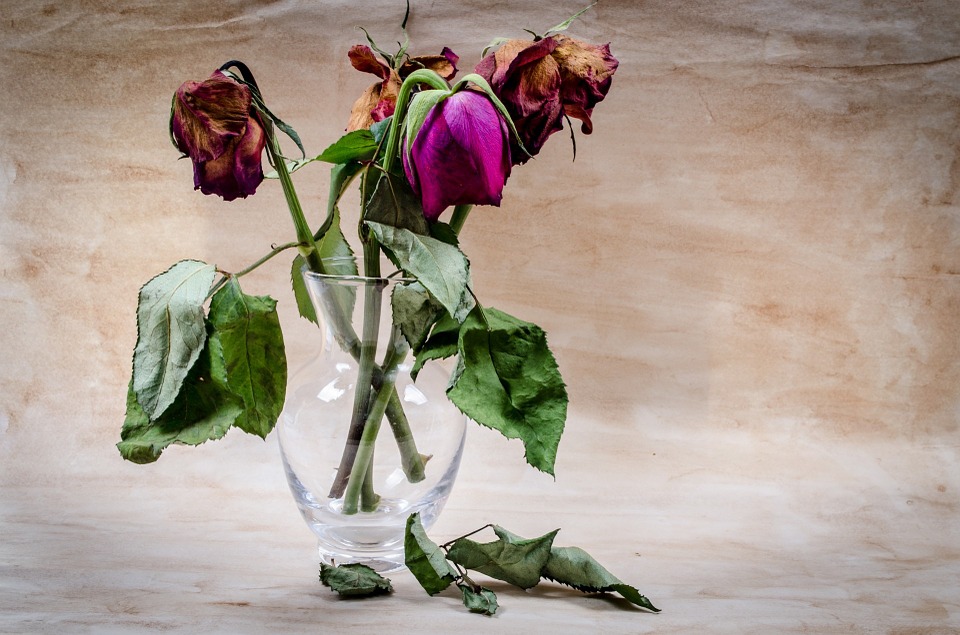 10 Cara Merawat Bunga  Mawar  Agar Tidak Layu  IlmuBudidaya com