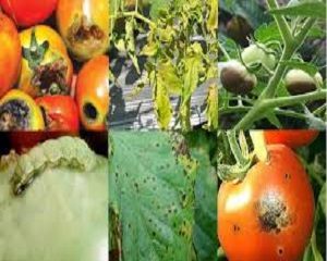 cara mengatasi penyakit pada tanaman tomat