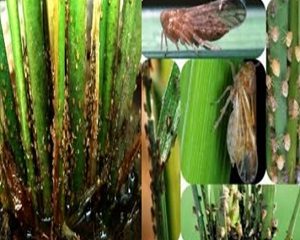 cara mengatasi hama wereng pada tanaman padi