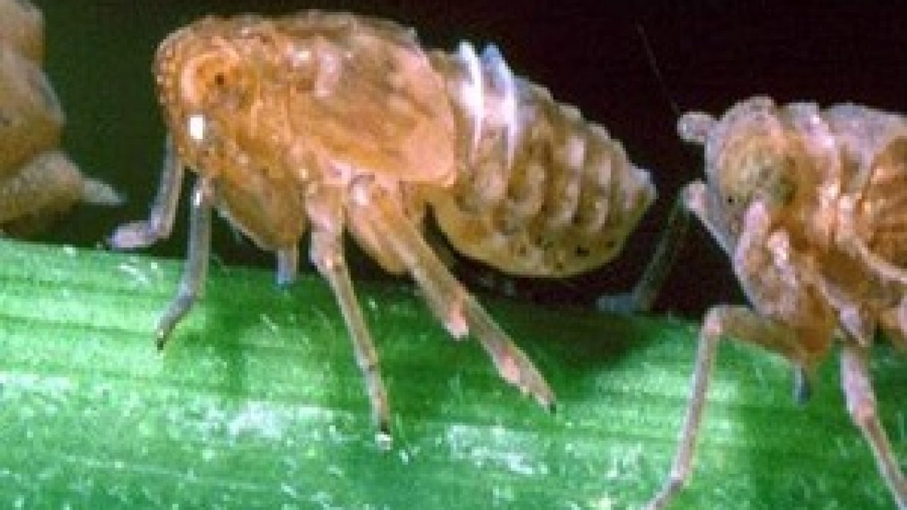 4 Cara Mengatasi Hama Wereng Pada Tanaman Padi Ilmubudidaya Com