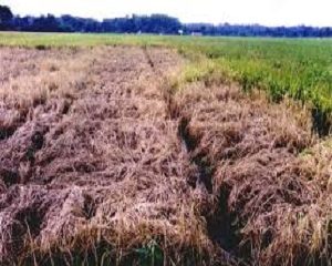 serangan wereng pada tanaman padi