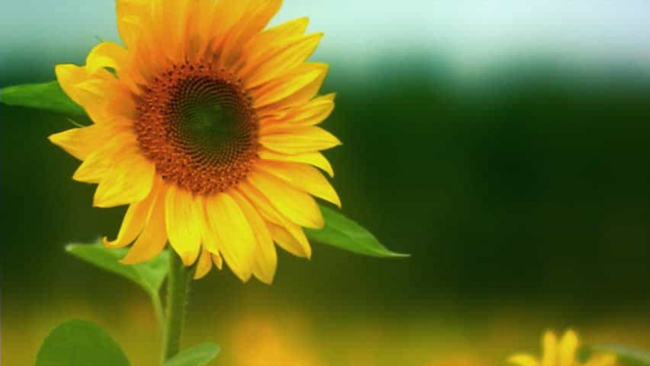 6 Cara Menanam Bunga Matahari Hidroponik Paling Mudah IlmuBudidayacom