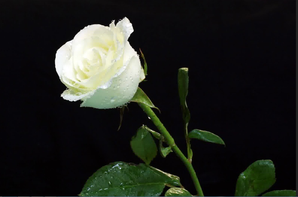 10 Cara Menanam Bunga Mawar Putih Yang Cantik Ilmubudidaya Com