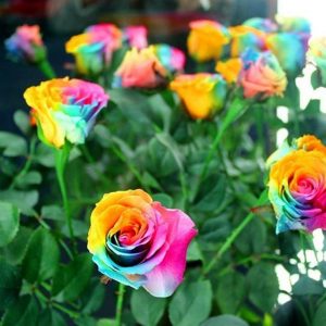 4 Cara Menanam Bunga Mawar Rainbow Dan Perawatannya Ilmubudidaya Com