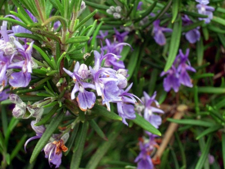 5 Cara Menanam Bunga Rosemary Di Rumah Ilmubudidaya Com