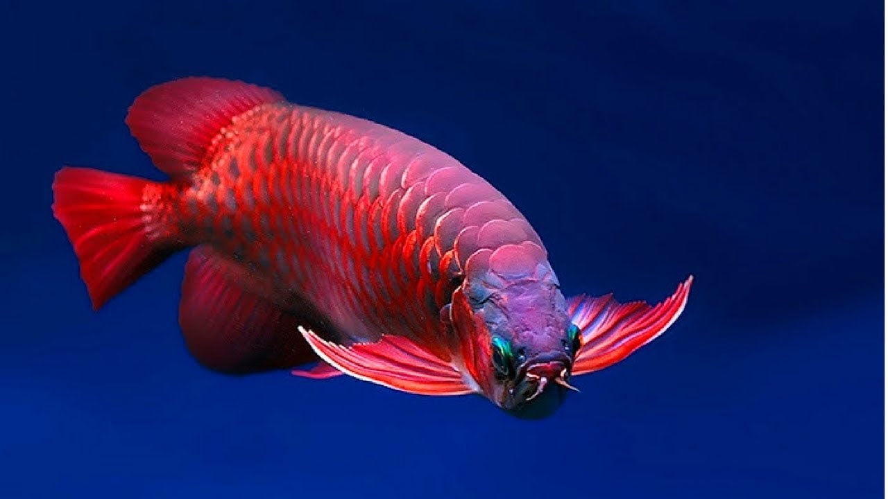 Ikan-Arwana-Super-Red - IlmuBudidaya.com