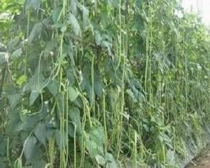 cara menanam kacang panjang