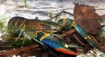 4 Cara Budidaya Lobster Air Tawar Hias Bagi Pemula