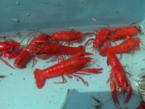cara budidaya lobster hias di akuarium