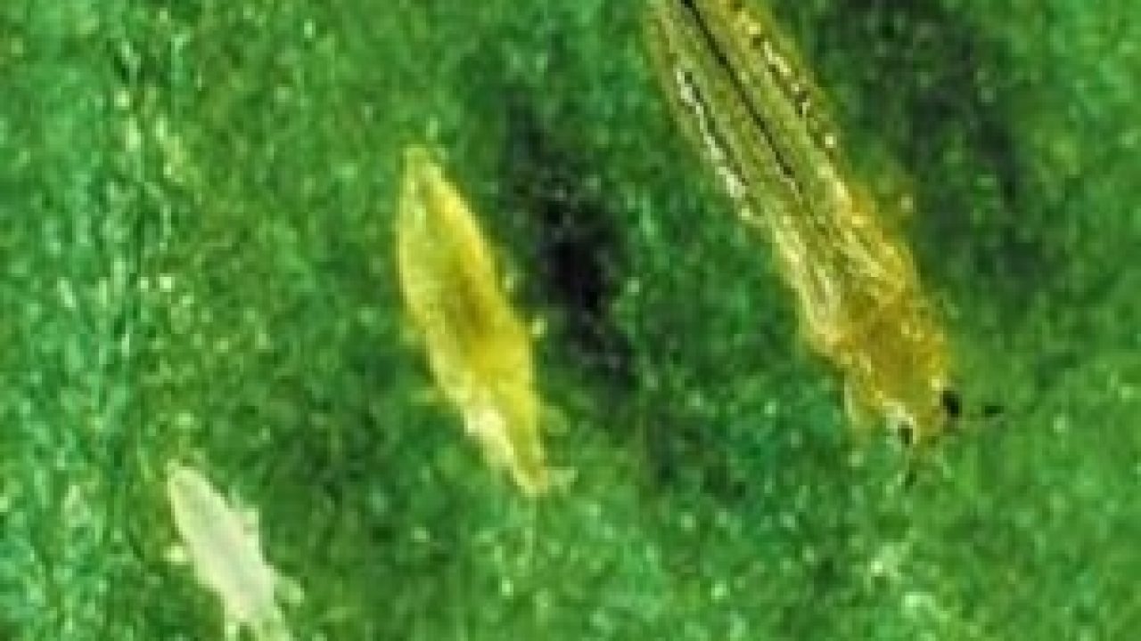 4 Cara Mengatasi Hama Thrips Pada Tanaman Cabai Ilmubudidaya Com