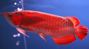 ikan gurame super red