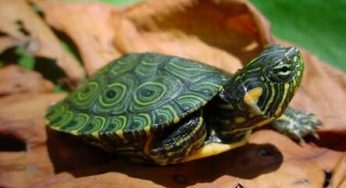 5 Cara Budidaya Kura-Kura Brazil Yang Baik dan Benar