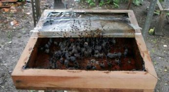 5 Cara Budidaya Madu Klanceng Bagi Pemula