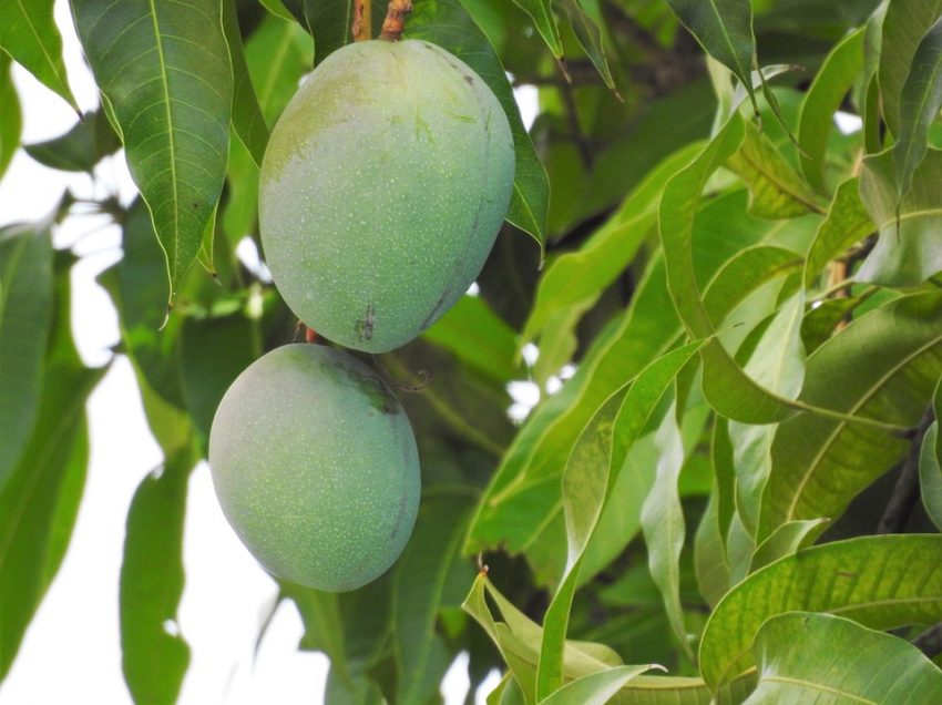 5 Cara  Menanam  Mangga  Apel dalam Pot IlmuBudidaya com