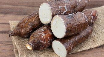 9 Cara Menanam Singkong Di Lahan Sempit dengan Mudah