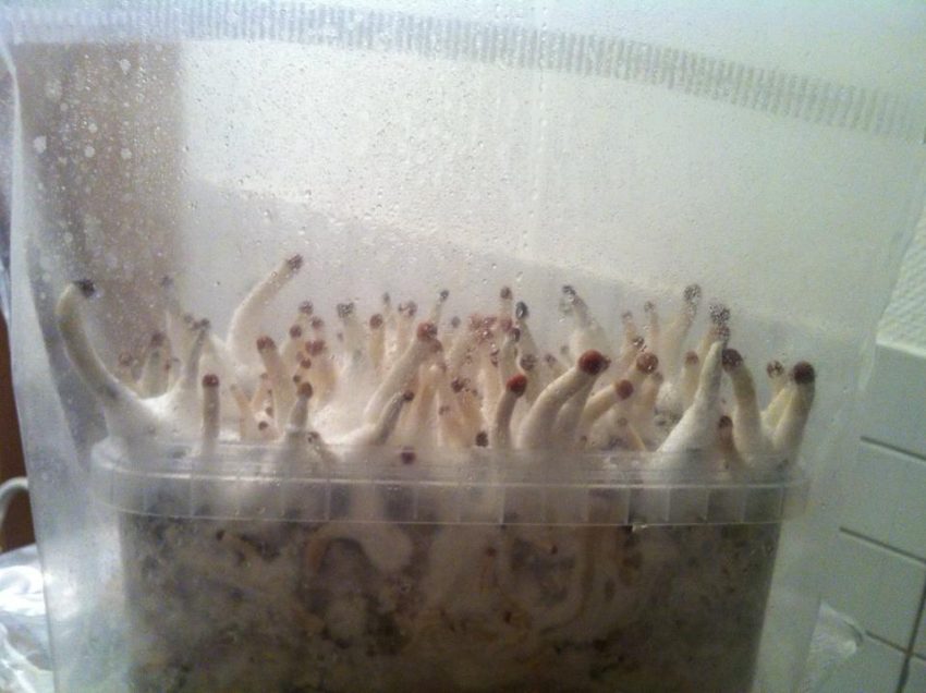 4 Cara Budidaya Jamur Hidroponik Yang Harus Anda Coba