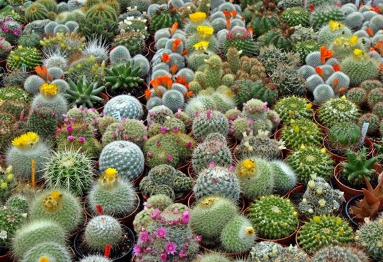 6 Cara Merawat Tanaman  Kaktus dan Jenisnya IlmuBudidaya com