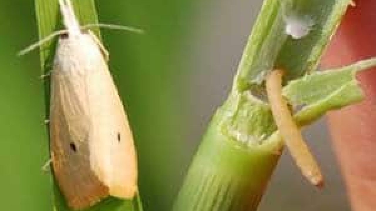 5 Cara Membasmi Kupu Putih Pada Tanaman Padi Paling Manjur