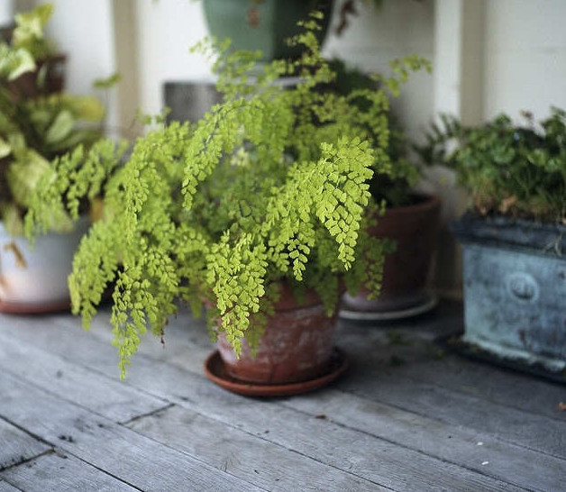 5 Cara Merawat Tanaman  Hias Daun Suplir IlmuBudidaya com