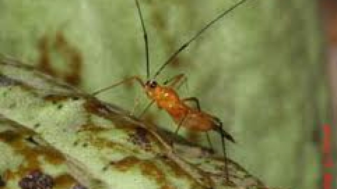 6 Cara Mengatasi Hama Serangga Helopeltis Secara Biologi