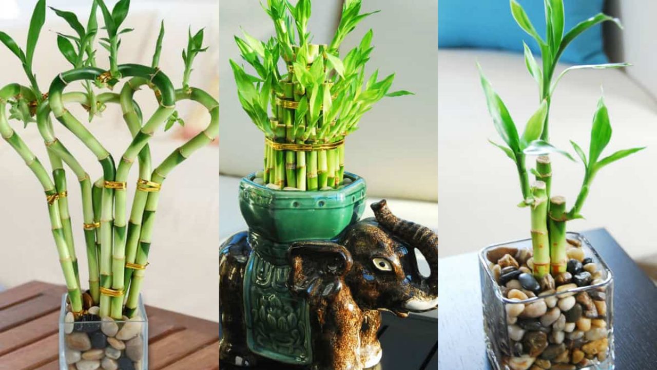 Paling Bagus 13+ Gambar Bunga Bambu Rejeki - Gambar Bunga Indah