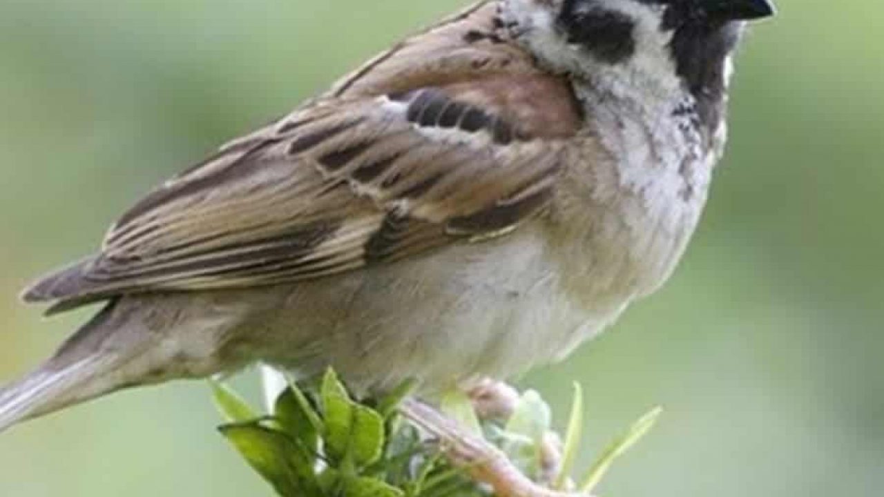5 Cara Mengatasi Hama Burung Emprit Di Sawah Ilmubudidaya Com