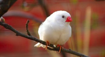 5 Cara Budidaya Burung Gelatik Putih di Rumah