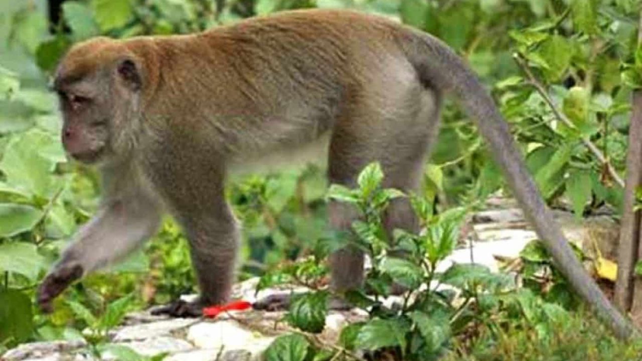 Bagaimana Cara Mengatasi Hama Monyet Pada Tanaman Jagung Ilmubudidaya Com