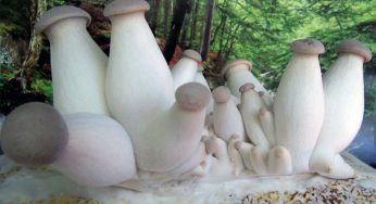 6 Cara Budidaya Jamur King Oyster Sebagai Usaha Sampingan yang Menjanjikan