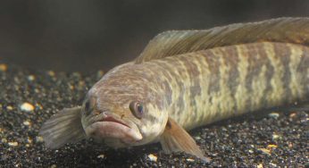 6 Cara Mengatasi Hama Ikan Gabus agar Panen Sukses