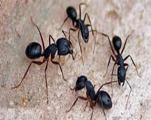 cara mengatasi hama semut hitam pada tanaman