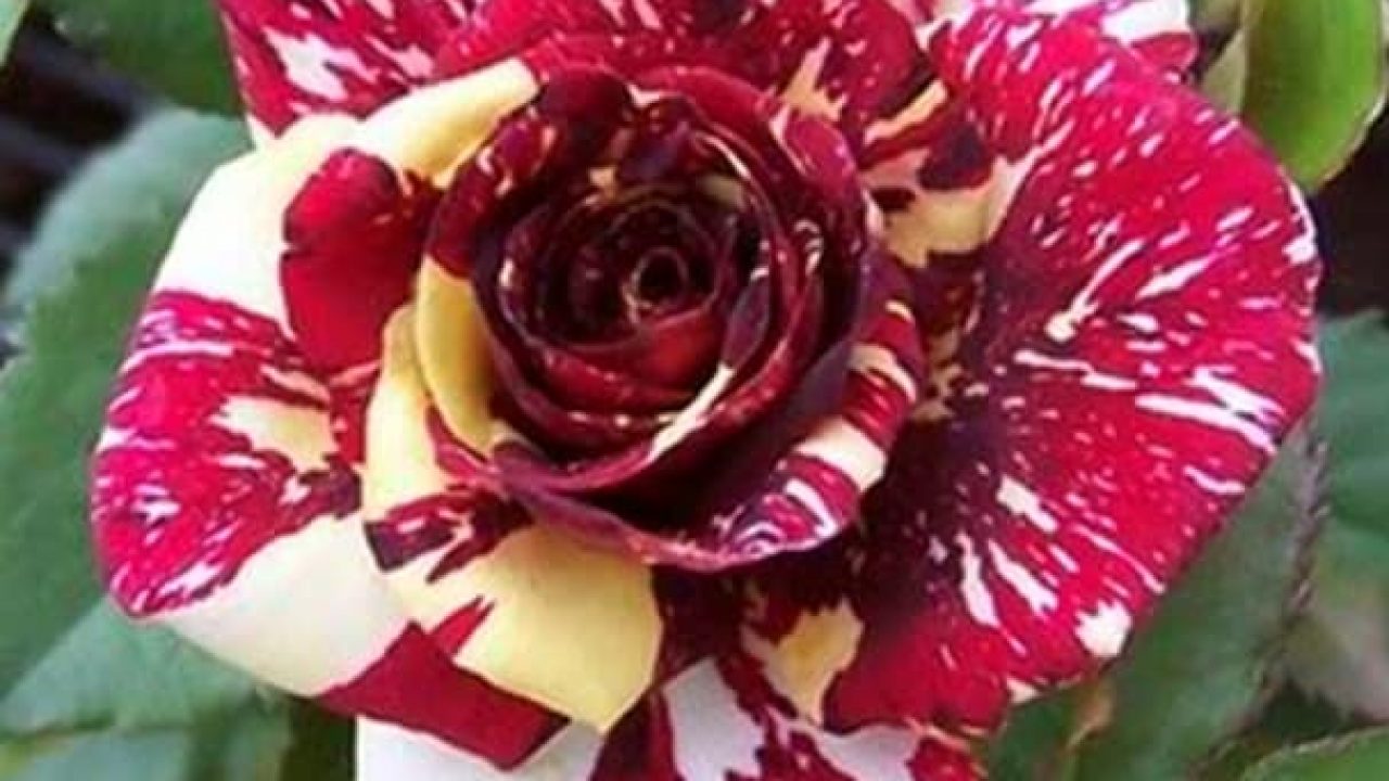 Cara Kawin Silang Bunga Mawar Dengan Mudah Ilmubudidaya Com