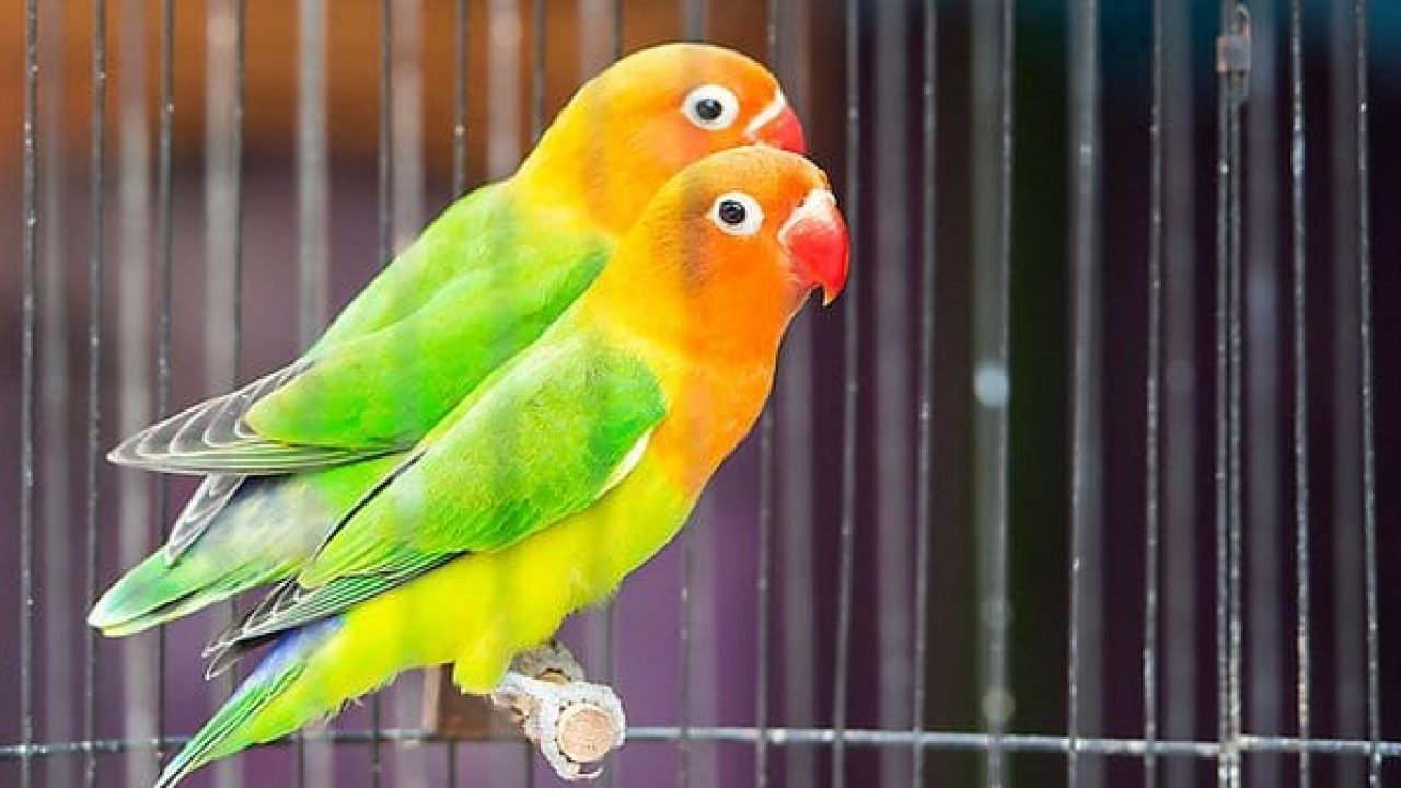 6 Cara Budidaya Lovebird Agar Cepat Bertelur Mudah Bagi Pemula