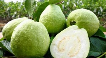 7 Cara Merawat Tanaman Buah Jambu Kristal Sampai Panen