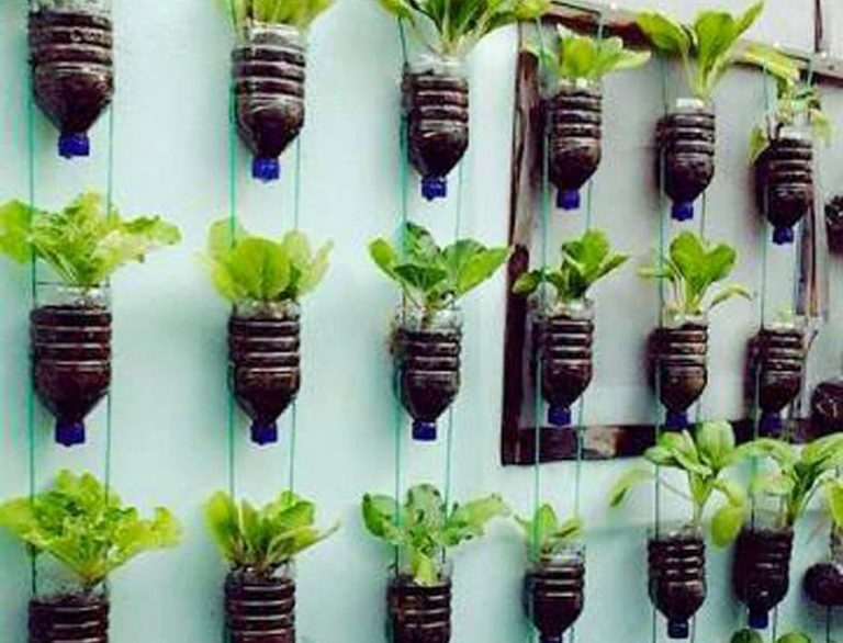 Cara Membuat Vertical Garden Dari Botol Bekas Di Rumah Anda 8480