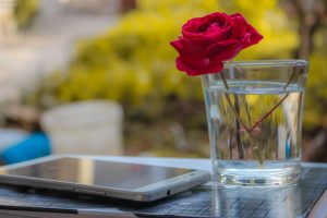 14 Cara Merawat Bunga Mawar 1 Tangkai Agar Tetap Hidup Dan Segar Ilmubudidaya Com