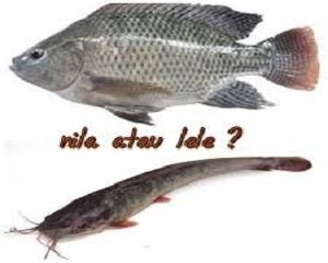 ternak ikan lele atau ikan nila