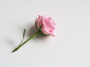 14 Cara Merawat Bunga Mawar 1 Tangkai Agar Tetap Hidup Dan Segar Ilmubudidaya Com