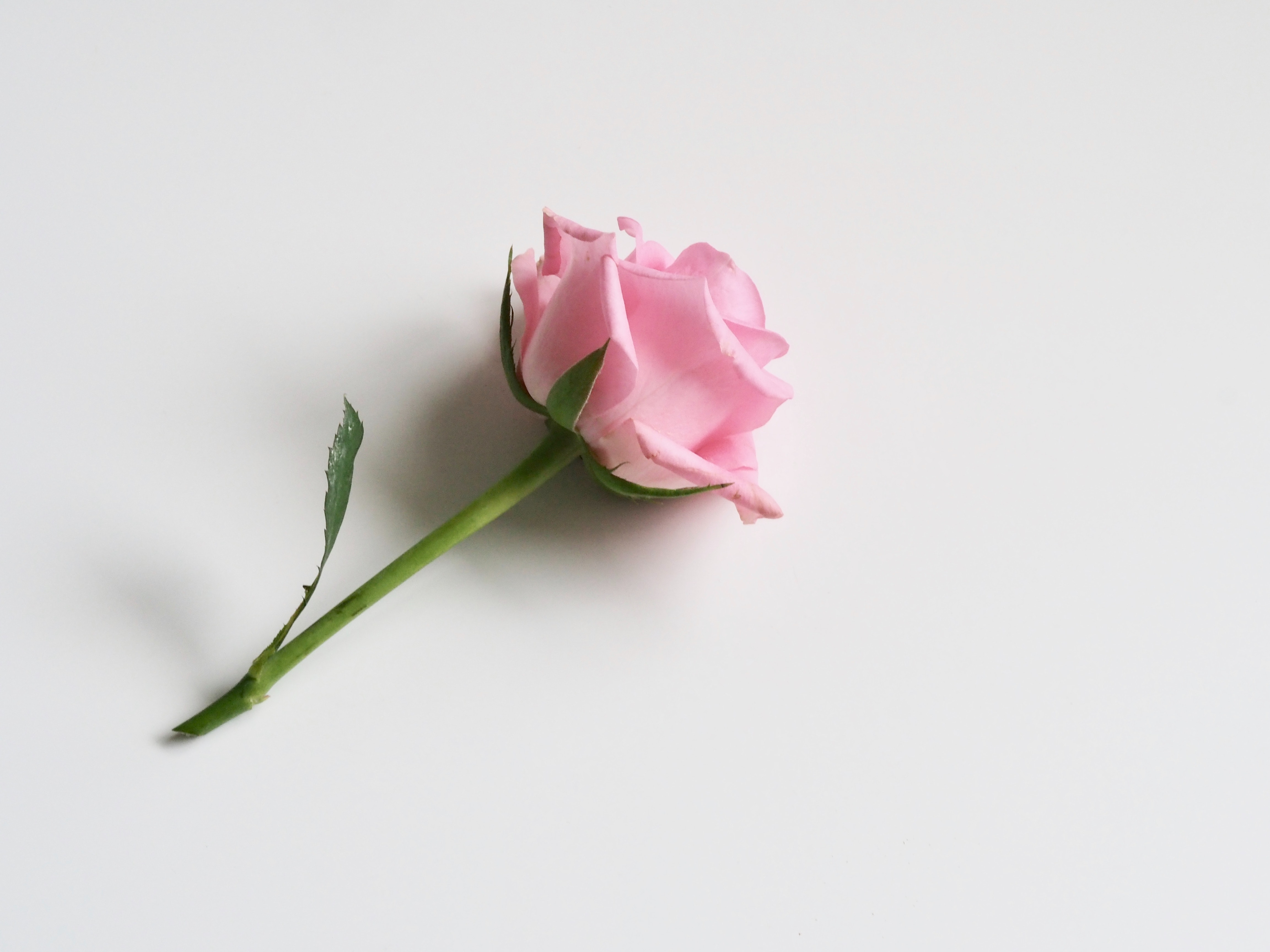 14 Cara Merawat Bunga Mawar 1 Tangkai Agar Tetap Hidup Dan Segar