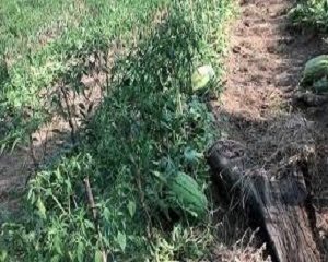 cara tumpang sari tanaman cabe dan semangka
